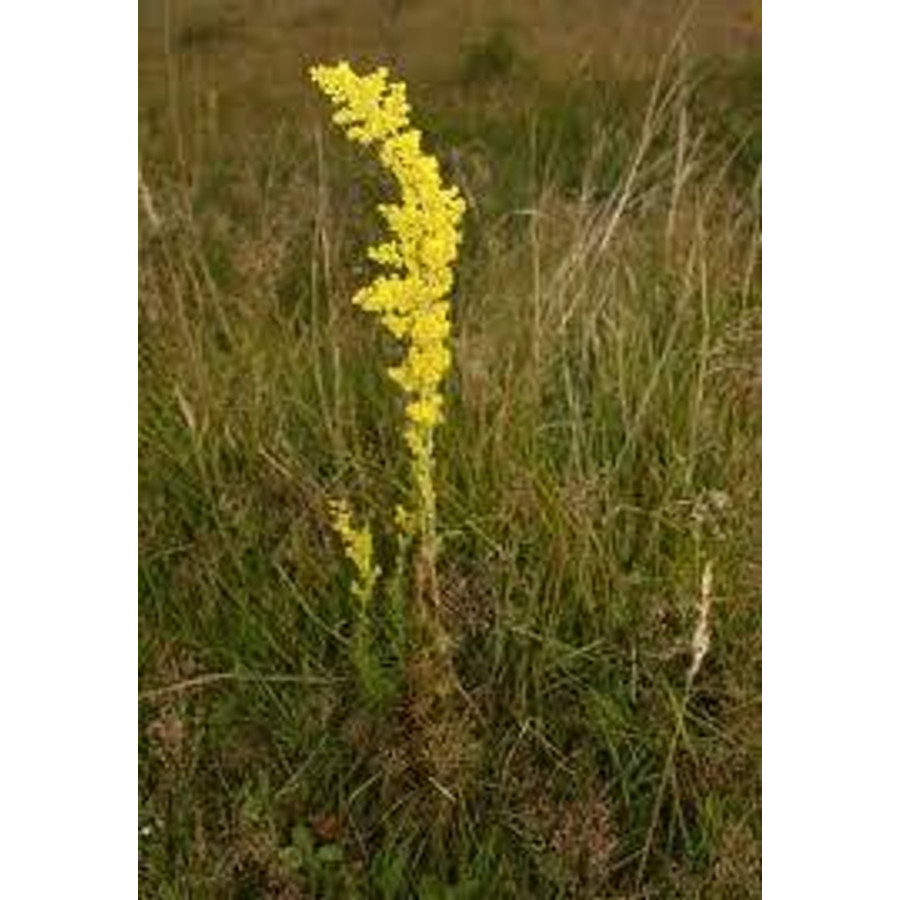 Image of Tejoltó galaj 40gr.-Herbária-