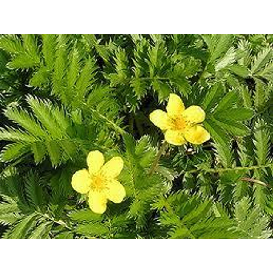 Image of Orvosi veronikafű 40 gr.- Herbária-