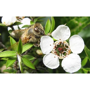 Manuka méz  MGO 550+, 250G  