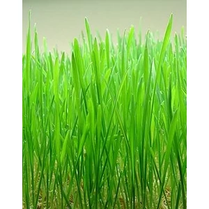 Búzafű italpor  250 gr. - Natúr Piac-