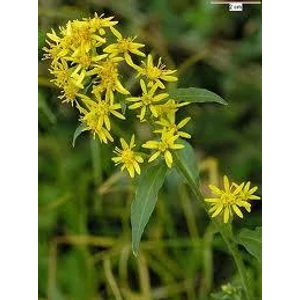 Aranyvesszőfű 40gr.-Juvapharma-