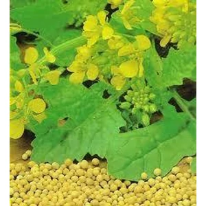 Fehér mustármag 250 gr.-Herbária-