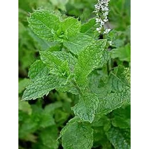 Fodormentalevél 30gr.-Juvapharma-