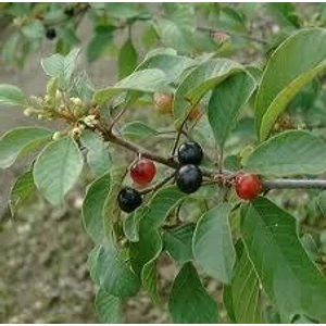 Kutyabengekéreg 25gr.-Juvapharma-