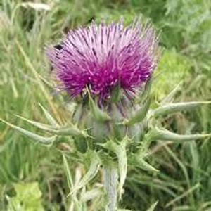 Máriatövis termés 40gr.-Juvapharma-