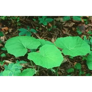 Martilapulevél 40gr.-Herbária-