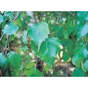 Medveszőlőlevél 30gr.-Juvapharma-