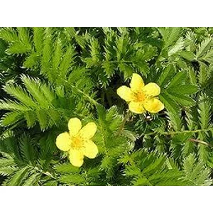 Orvosi veronikafű 40 gr.- Herbária-