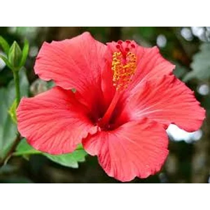 Hibiszkuszvirág 30gr.-Juvapharma-