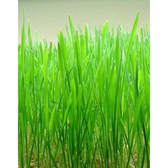 Búzafű italpor  250 gr. - Natúr Piac-