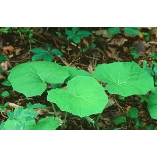 Martilapulevél 40gr.-Herbária-