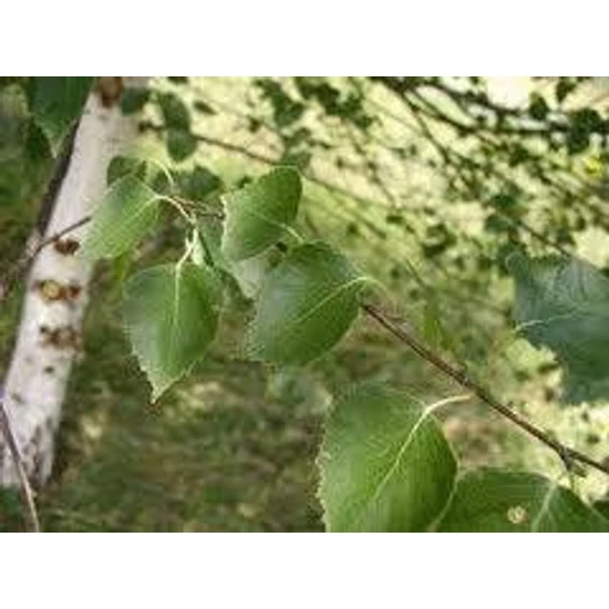 Nyírfalevél 40gr.-juvapharma-