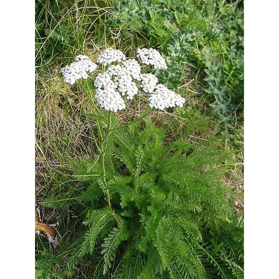Cickafarkfű 40gr.-Juvapharma-