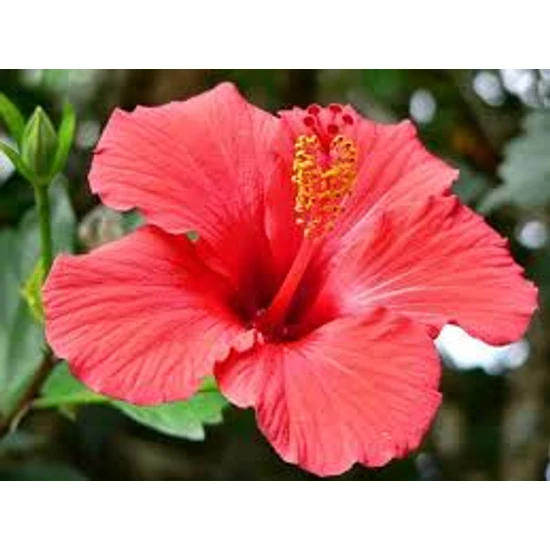 Hibiszkuszvirág 30gr.-Juvapharma-