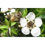 Manuka méz MGO 400+  250gr  
