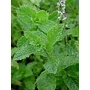 Fodormentalevél 30gr.-Juvapharma-