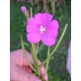 Kisvirágú füzike 40 gr.-Juvapharma-
