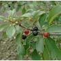 Kutyabengekéreg 25gr.-Juvapharma-